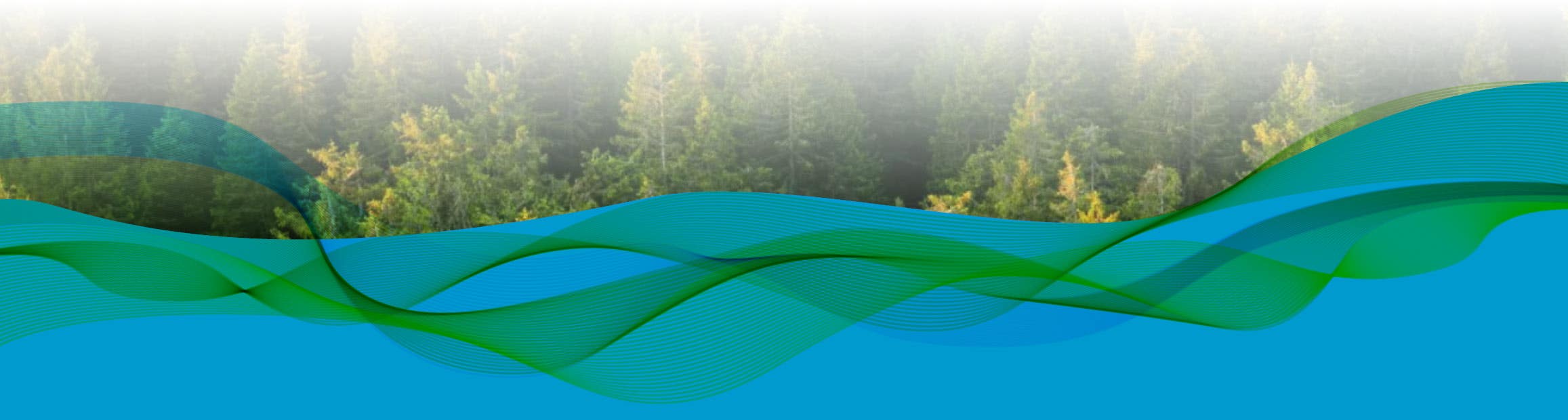 Graphic of a pine tree forest