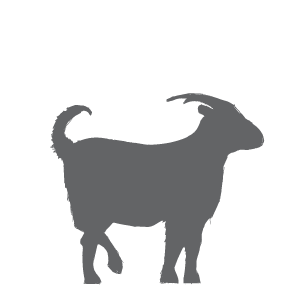 Image of a Goat